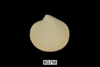 藏品(簾蛤)的圖片